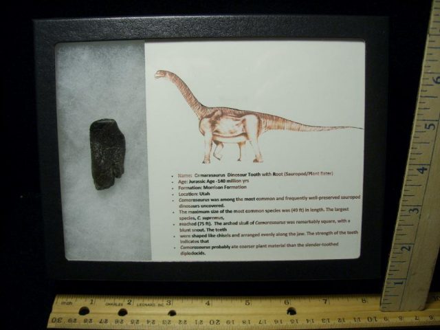 Camarasaurus Dinosaur Tooth (092820c) - Image 5