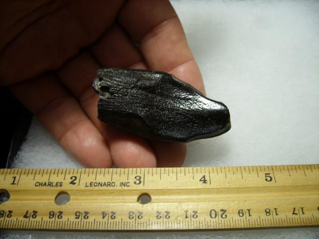 Camarasaurus Dinosaur Tooth (092820d)