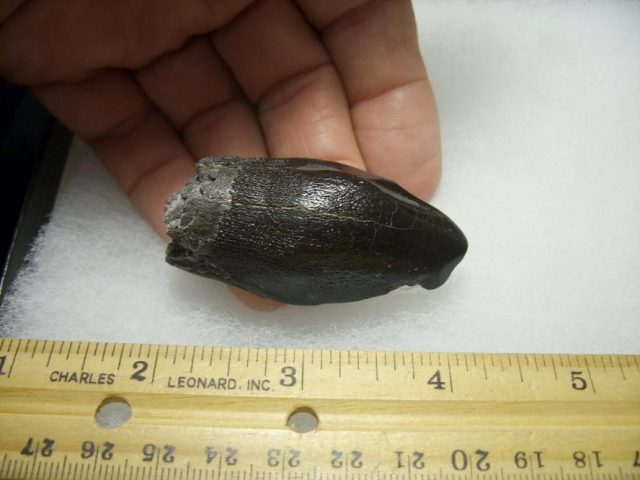 Camarasaurus Dinosaur Tooth (092820d) - Image 2