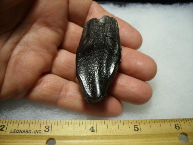 Camarasaurus Dinosaur Tooth (092820d) - Image 3
