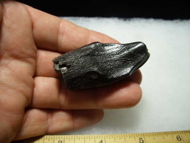 Camarasaurus Dinosaur Tooth (092820d) - Image 4