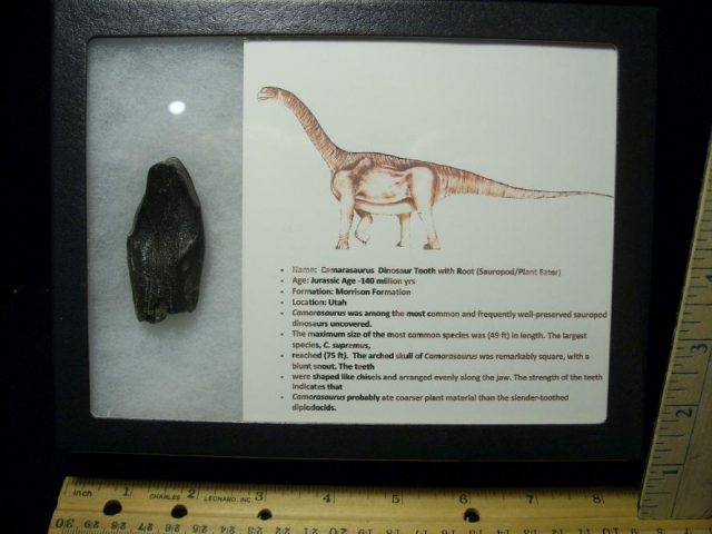 Camarasaurus Dinosaur Tooth (092820d) - Image 5