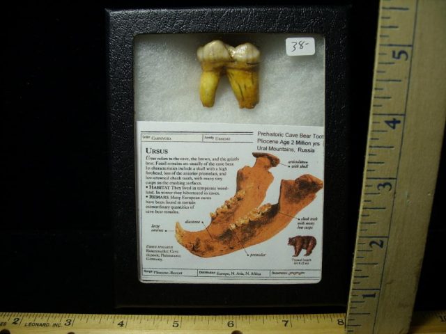 Fossilized Cave Bear Tooth  (092920a)