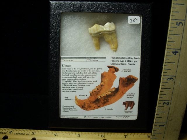 Fossilized Cave Bear Tooth  (092920b)