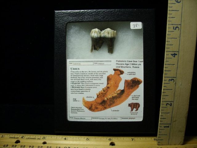 Fossilized Cave Bear Tooth  (092920e)