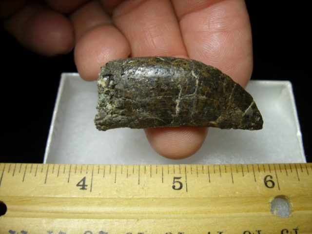 Allosaurus Dinosaur Tooth (092920h) - Image 3