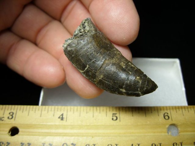 Allosaurus Dinosaur Tooth (092920h) - Image 2