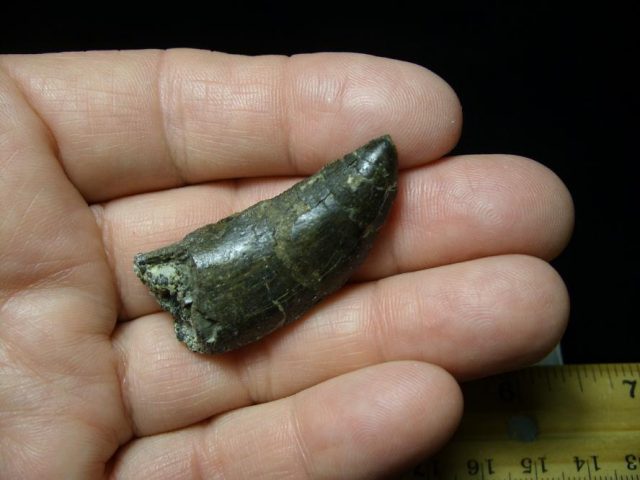 Allosaurus Dinosaur Tooth (092920h)