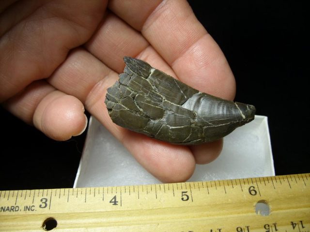 <span style="color: #ff0000;"> *END OF YEAR SPECIAL OFFER*   **SUPER PRICE REDUCTION**Allosaurus Dinosaur Tooth (092920j) - Image 5