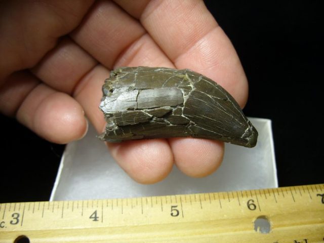 <span style="color: #ff0000;"> *END OF YEAR SPECIAL OFFER*   **SUPER PRICE REDUCTION**Allosaurus Dinosaur Tooth (092920j) - Image 3