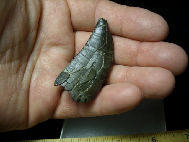 <span style="color: #ff0000;"> *END OF YEAR SPECIAL OFFER*   **SUPER PRICE REDUCTION**Allosaurus Dinosaur Tooth (092920j)