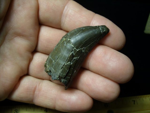 <span style="color: #ff0000;"> *END OF YEAR SPECIAL OFFER*   **SUPER PRICE REDUCTION**Allosaurus Dinosaur Tooth (092920j) - Image 2