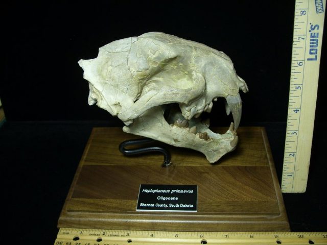 Saber Tooth Cat Skull  (092920k).....ON HOLD for Avery till 10-31-2020 - Image 2