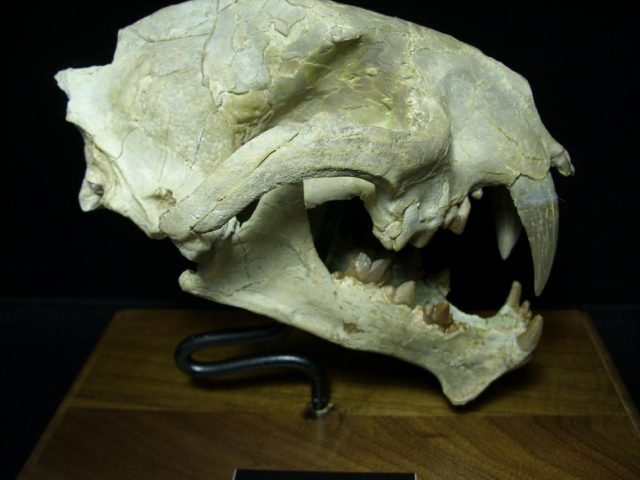 Saber Tooth Cat Skull  (092920k).....ON HOLD for Avery till 10-31-2020 - Image 6