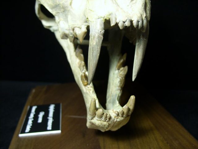 Saber Tooth Cat Skull  (092920k).....ON HOLD for Avery till 10-31-2020 - Image 3