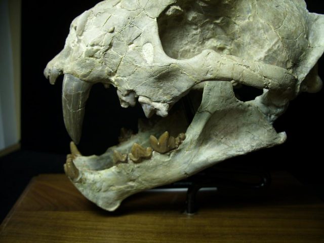 Saber Tooth Cat Skull  (092920k).....ON HOLD for Avery till 10-31-2020 - Image 4
