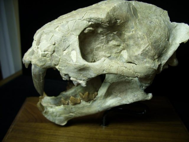 Saber Tooth Cat Skull  (092920k).....ON HOLD for Avery till 10-31-2020 - Image 5