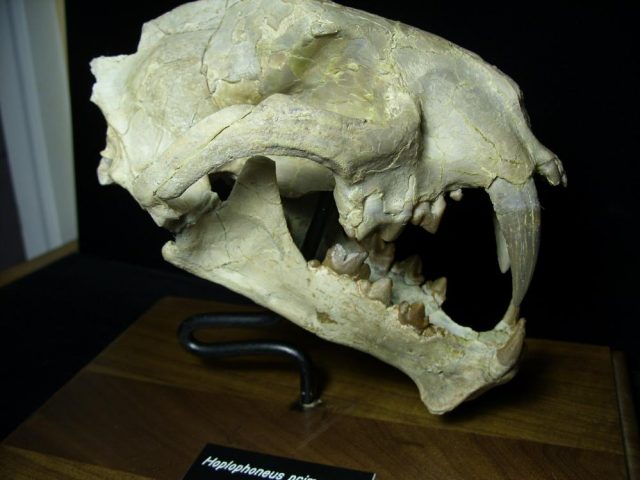 Saber Tooth Cat Skull  (092920k).....ON HOLD for Avery till 10-31-2020