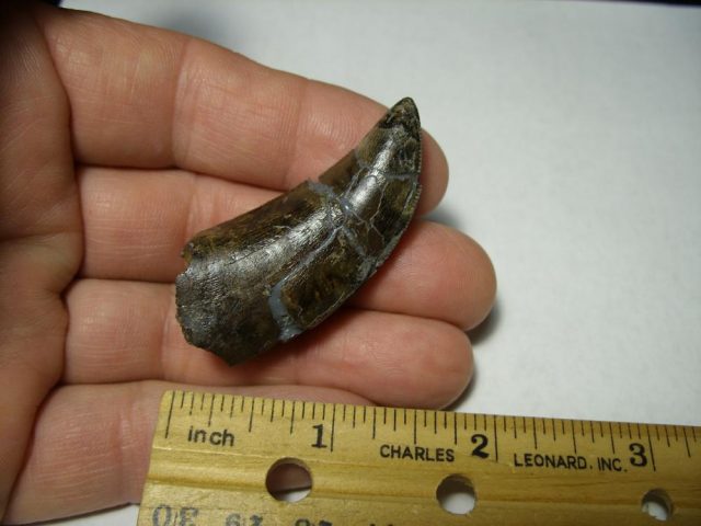 **CHRISTMAS SALE** T rex Dinosaur Tooth (092920m)