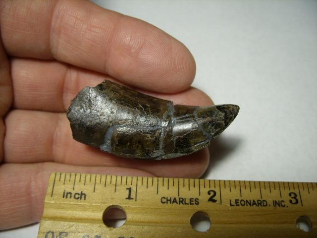 **CHRISTMAS SALE** T rex Dinosaur Tooth (092920m) - Image 2