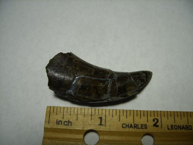 **CHRISTMAS SALE** T rex Dinosaur Tooth (092920m) - Image 3