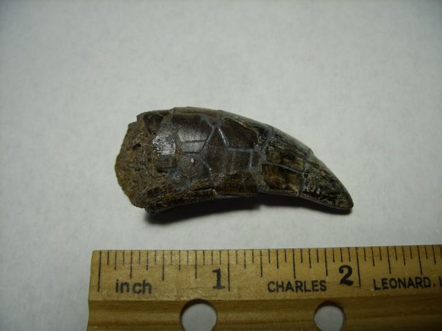 **CHRISTMAS SALE** T rex Dinosaur Tooth (092920m) - Image 4