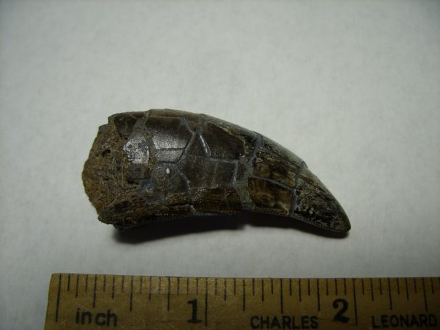 **CHRISTMAS SALE** T rex Dinosaur Tooth (092920m) - Image 5