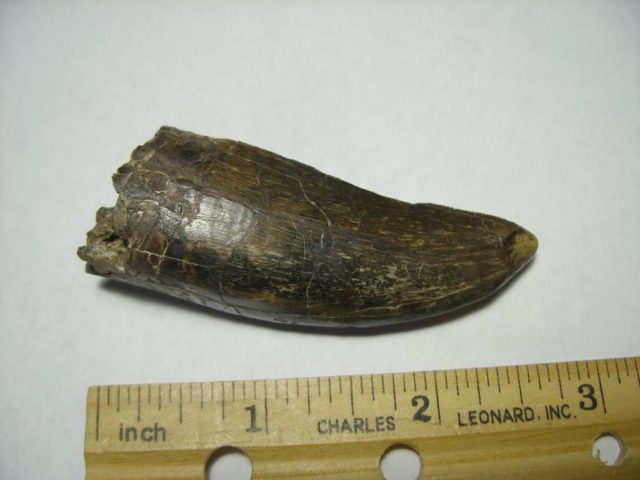 ***CHRISTMAS SALE***T rex Dinosaur Tooth (092920n) - Image 3