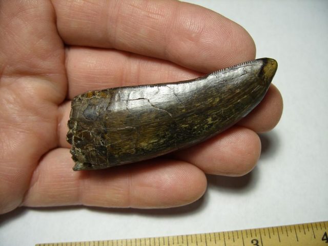 ***CHRISTMAS SALE***T rex Dinosaur Tooth (092920n) - Image 4