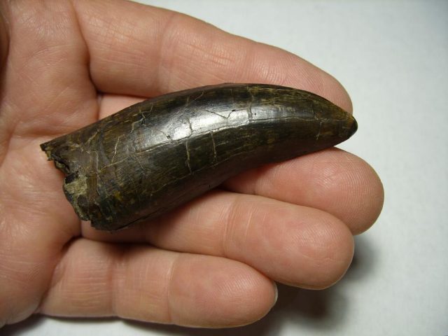 ***CHRISTMAS SALE***T rex Dinosaur Tooth (092920n)