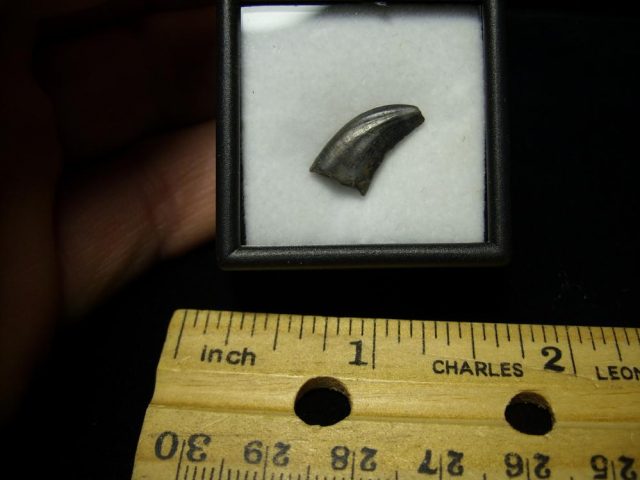 Acheroraptor Dinosaur Tooth (093020b)