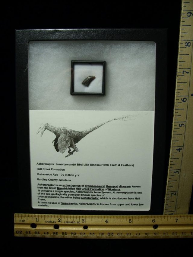 Acheroraptor Dinosaur Tooth (093020b) - Image 2