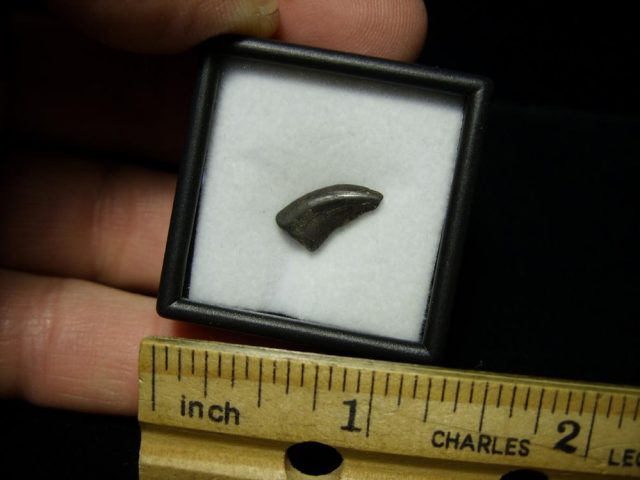Acheroraptor Dinosaur Tooth (093020c)