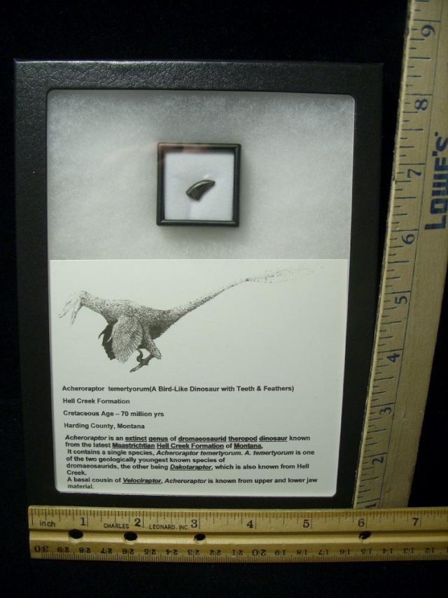 Acheroraptor Dinosaur Tooth (093020c) - Image 2
