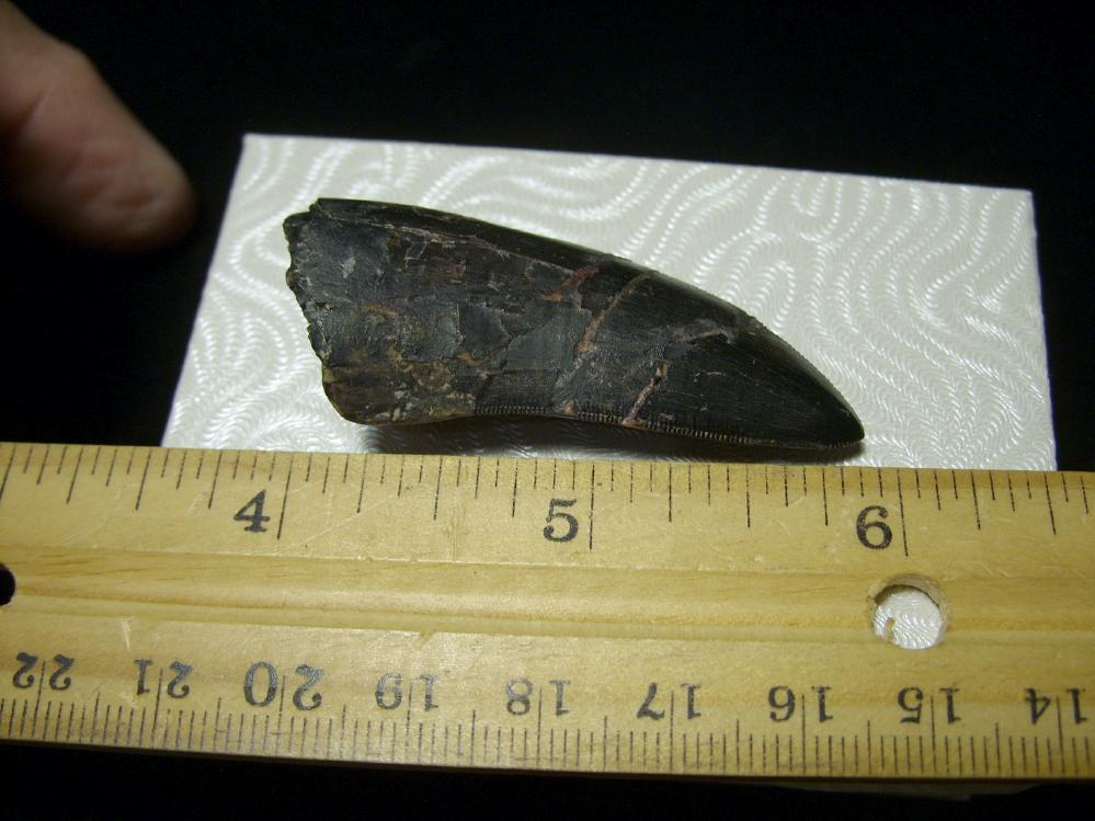 albertosaurus bones