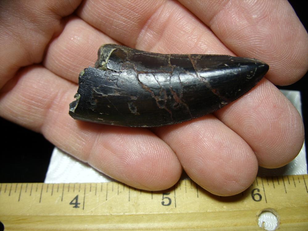 albertosaurus bones