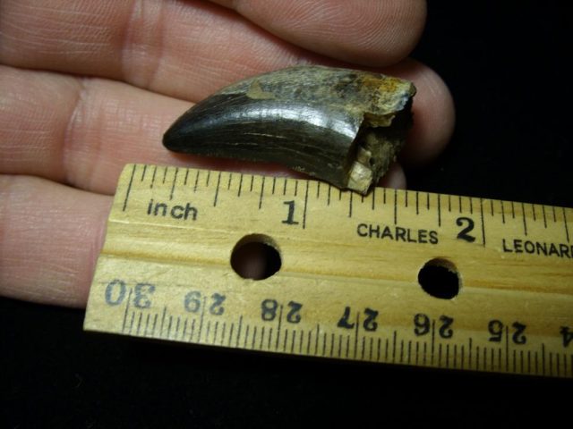 Albertosaurus Dinosaur Tooth (093020e)