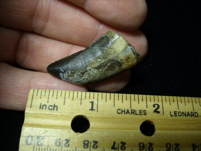 Albertosaurus Dinosaur Tooth (093020e) - Image 2