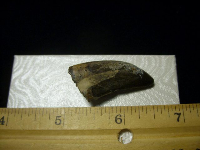 Albertosaurus Dinosaur Tooth (093020e) - Image 3