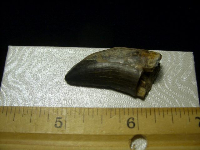 Albertosaurus Dinosaur Tooth (093020e) - Image 4