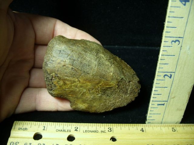 Hadrosaur Dinosaur Toe Bone (Ungal) (092620k) - Image 2