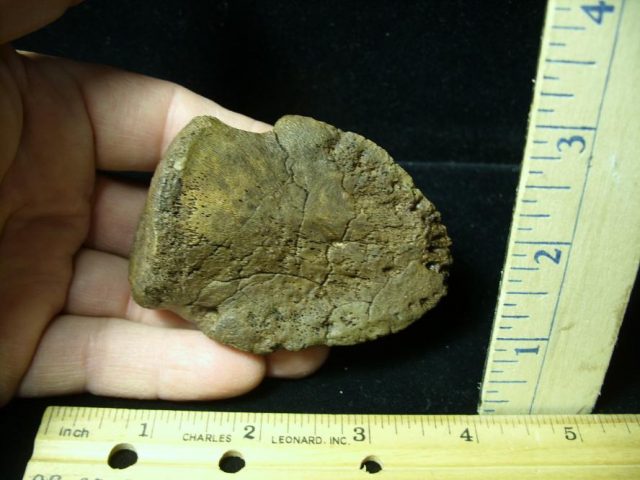 Hadrosaur Dinosaur Toe Bone (Ungal) (092620k)