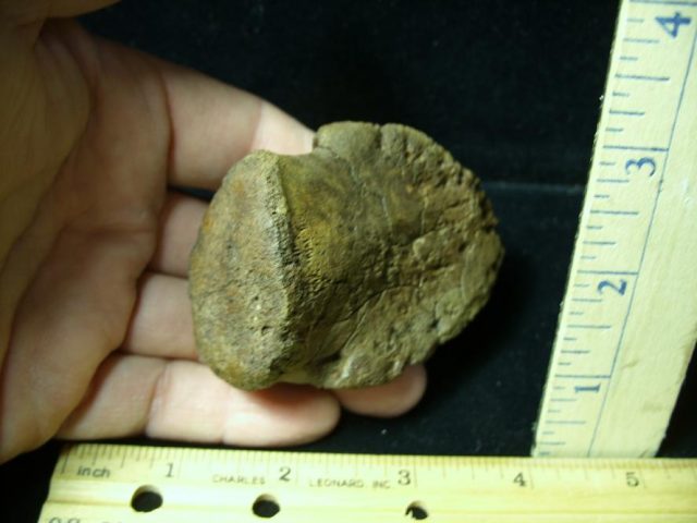 Hadrosaur Dinosaur Toe Bone (Ungal) (092620k) - Image 3