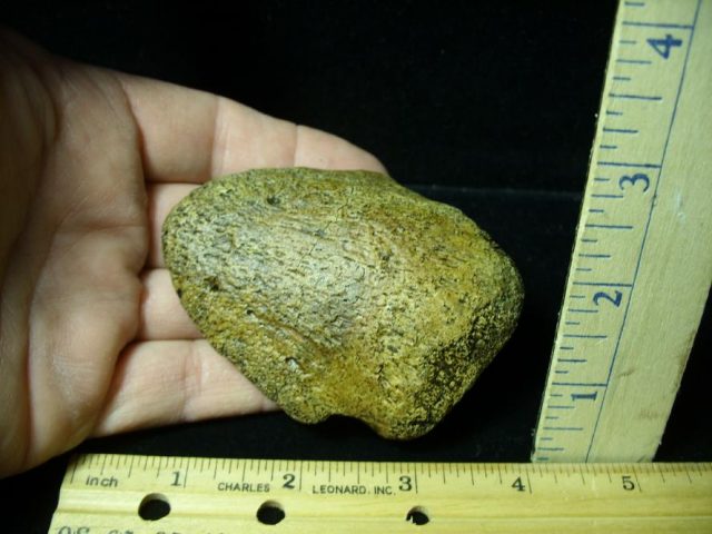 Hadrosaur Dinosaur Toe Bone (Ungal) (092620j) - Image 2
