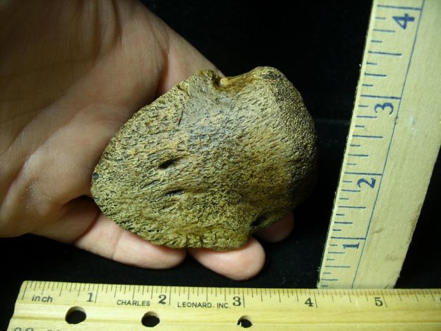 Hadrosaur Dinosaur Toe Bone (Ungal) (092620j)