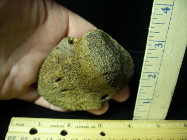 Hadrosaur Dinosaur Toe Bone (Ungal) (092620j) - Image 3