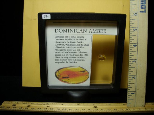 Dominican Amber Specimen with Sowbug (091020b) - Image 3