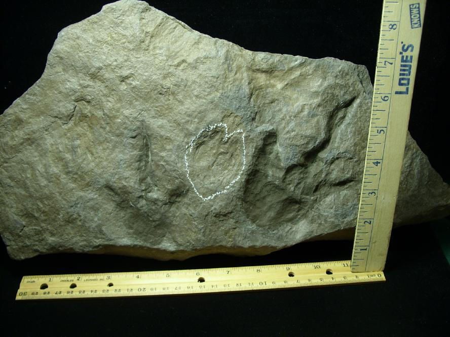 dinosaur track fossil