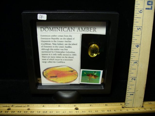 Dominican Amber Specimen with Caddisfly Insect (091020e) - Image 3