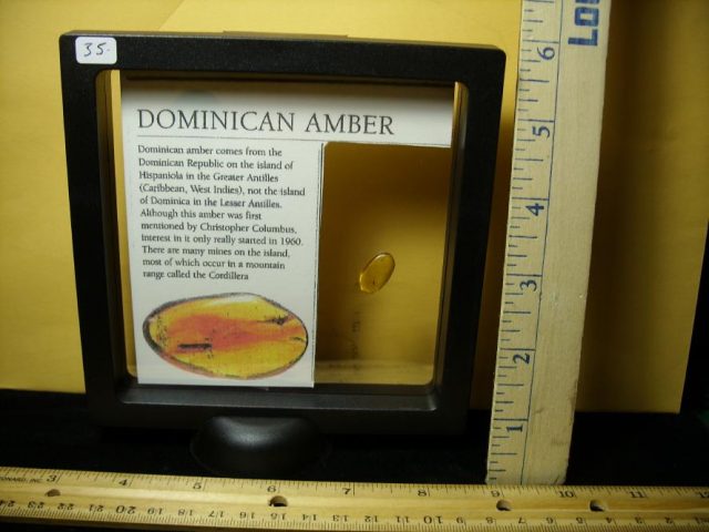 Amber Specimen with Fungus Gnat & Spider (091120g) - Image 4